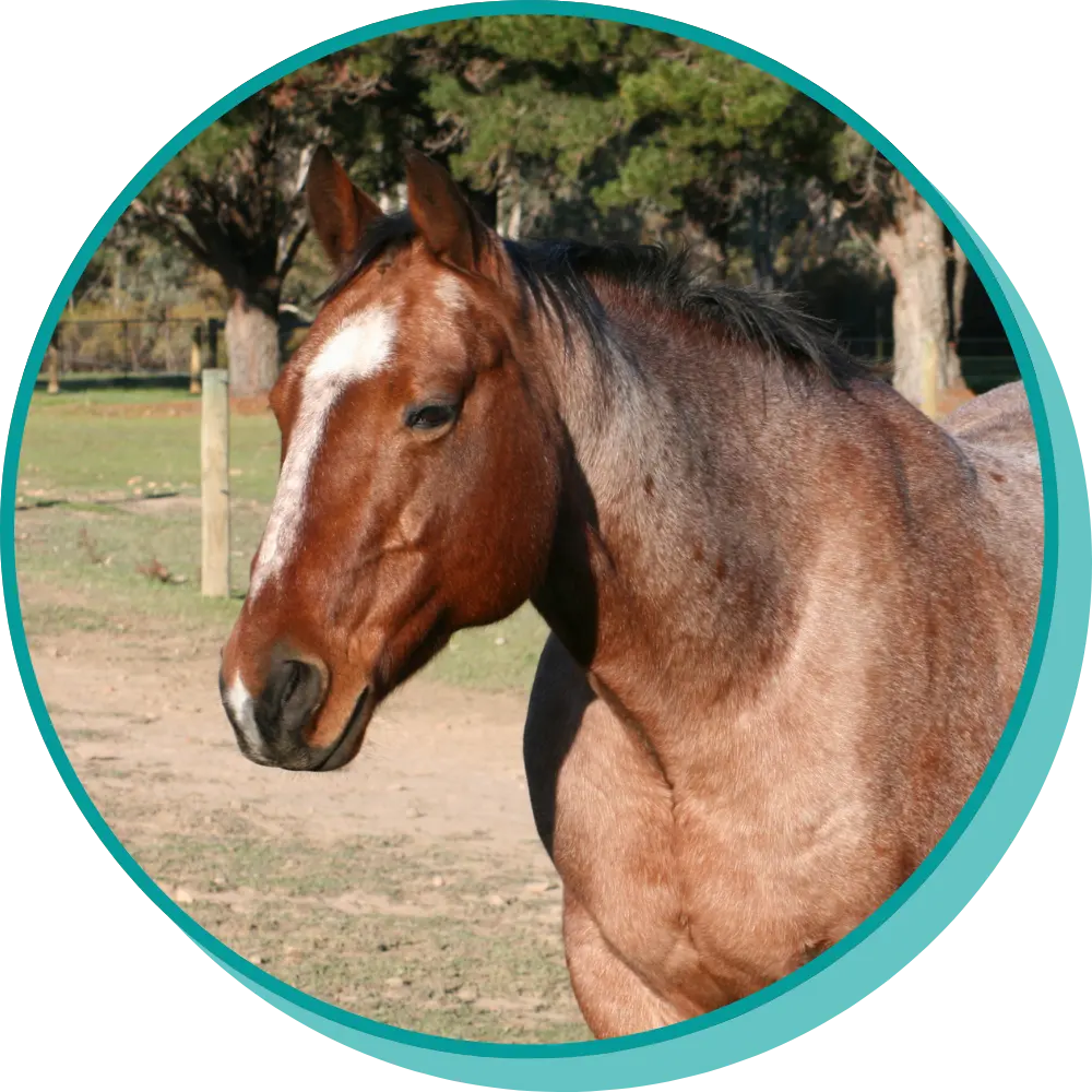 Horse in paddock